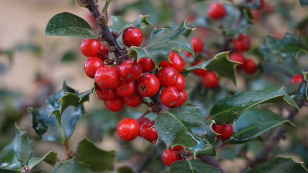 Holly with berries